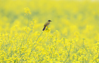An adult Black-headed Wagtail Motacilla feldegg perched on a thin branch of flowering rapeseed
