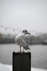 Obraz premium Posing Seagull at Hamburg Harbor on a foggy day. Showing and presenting. Shouting. Looking at camera.