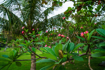 Frangipani