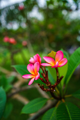 Frangipani