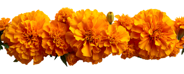 Marigold flowers isolated on a white background. Decorative elements, garland for the Day of the Dead and Indian holidays. Flat lay