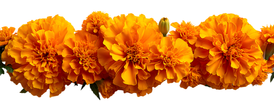 Marigold flowers isolated on a white background. Decorative elements, garland for the Day of the Dead and Indian holidays. Flat lay