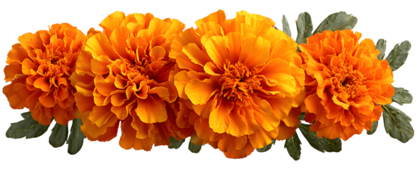 Marigold flowers isolated on a white background. Decorative elements, garland for the Day of the Dead and Indian holidays. Flat lay