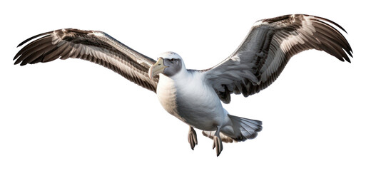 Fototapeta premium PNG Albatross flying seagull animal.
