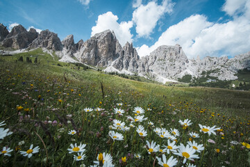 Vibrant alpine meadow in full bloom with daisies and wildflowers under a blue sky, set against the...