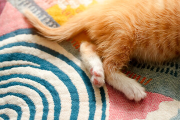 A fluffy orange kitten is curled up on a patterned woven blanket. Its small paws are tucked beneath it, creating a peaceful and relaxed scene in a warm indoor space