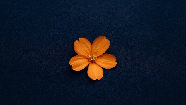 Simple Floral Composition. Orange Flower Against a Dark Textured Surface, Closeup.