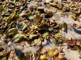 autumn leaves on the ground