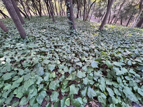 English ivy (Hedera helix) covering forest floor under tall trees, dense evergreen ground cover with glossy green leaves, natural woodland vegetation creating lush green texture in shaded area.