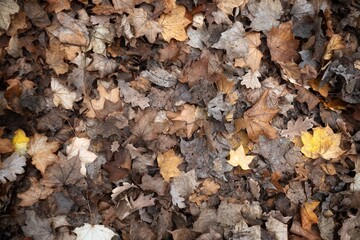 autumn leaves background