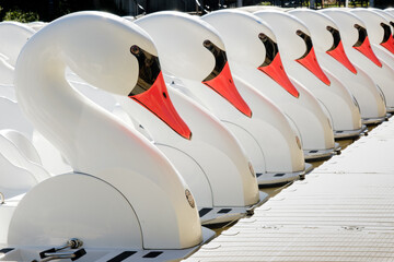 Swan boats lined up along a pier