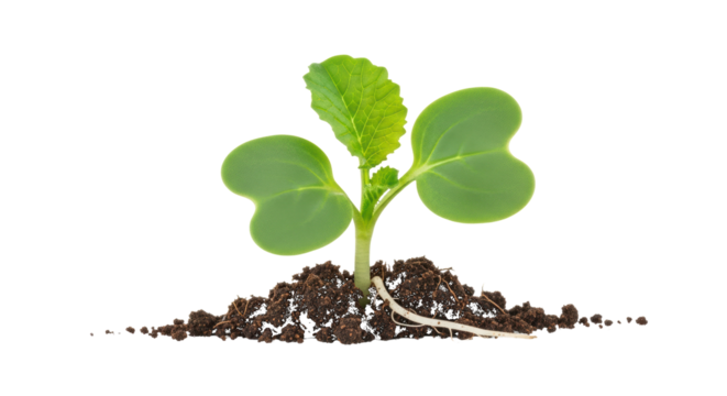 Young Plant Sprout Growing From Soil seedling growth isolated on a transparent background