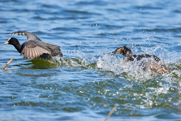 Great crested grebe chasing common coot bird ( Podiceps cristatus ).