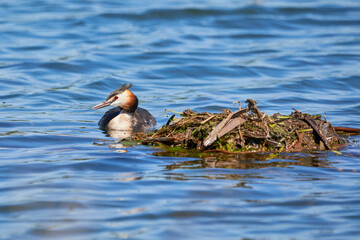 Great crested grebe bird near the nest ( Podiceps cristatus ).