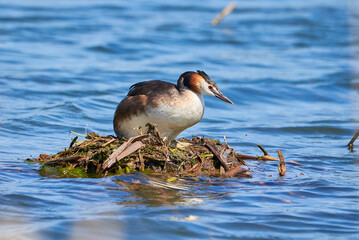Great crested grebe bird sitting on the nest ( Podiceps cristatus ).