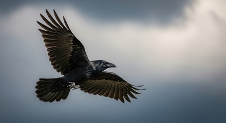 Fototapeta premium Majestic raven soars through dramatic cloudy sky, wings spread wide in breathtaking aerial flight