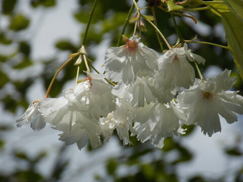 White Blossoms