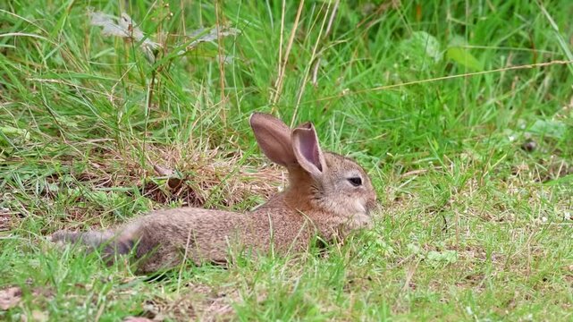 Immature Wild Rabbit, Oryctolagus cuniculus, lying stretched out and resting in the grass, video recording at the subject's eye level.