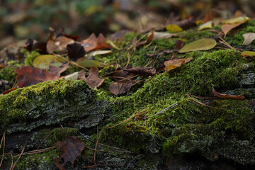 Autumn in the forest. Green moss on the bark of a fallen tree. Moss covered with autumn leaves, close-up. Nature in the forest in autumn, details. Natural background