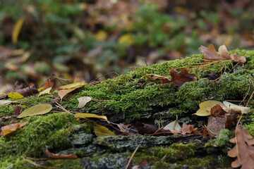 Autumn in the forest. Green moss on the bark of a fallen tree. Moss covered with autumn leaves, close-up. Nature in the forest in autumn, details. Natural background