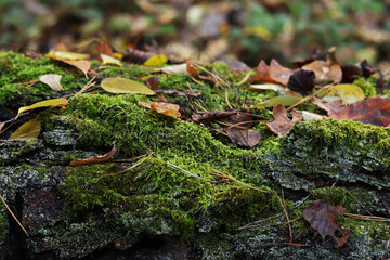 Autumn in the forest. Green moss on the bark of a fallen tree. Moss covered with autumn leaves, close-up. Nature in the forest in autumn, details. Natural background