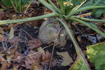Root crop of sugar beet growing in garden soil among leaves. Organic agriculture, harvest, and sustainable farming concept in rural countryside field under sunlight.