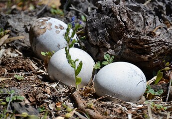 Abandoned emu eggs in nest in outback Australian 