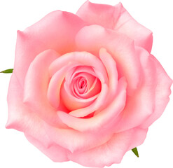 Pink Rose flowers focus stacking close up isolated for love wedding and valentines day