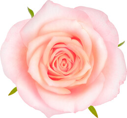 Pink Rose flowers focus stacking close up isolated for love wedding and valentines day