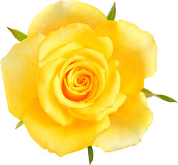 Yellow Rose flowers focus stacking close up isolated for love wedding and valentines day