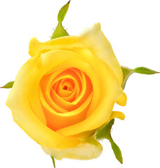 Yellow Rose flowers focus stacking close up isolated for love wedding and valentines day