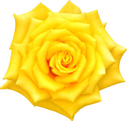 Yellow Rose flowers focus stacking close up isolated for love wedding and valentines day