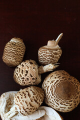 Close-up of Macrolepiota procera, the parasol mushrooms, showing cap texture and natural pattern on a dark background. Concept of organic food, forest harvest, rustic tone.