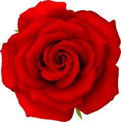 Red Rose flowers focus stacking close up isolated for love wedding and valentines day