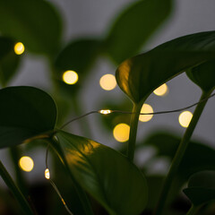 Atmospheric close-up of a green houseplant wrapped in magical fairy lights, creating a cozy and festive hygge mood. An intimate and warm background for holiday celebrations or home decor concepts.