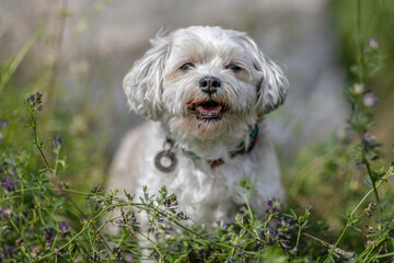 Happy Maltese dog sitting outdoors on a sunny day, small white companion dog with curly fur and smiling face