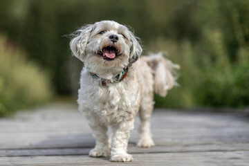 Happy Maltese dog sitting outdoors on a sunny day, small white companion dog with curly fur and smiling face