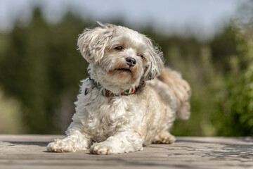 Happy Maltese dog sitting outdoors on a sunny day, small white companion dog with curly fur and smiling face