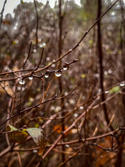 dried leaves and branches in the forest after the rain in autumn