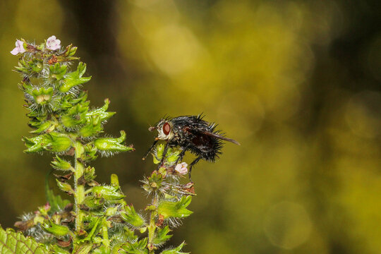 Close-Up Macro of Bristle Fly (Juriniopsis adusta)