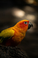 bonito loro naranja en fondo oscuro 