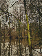 reflection of trees in the water - retro, vintage style look