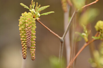 buds of a willow