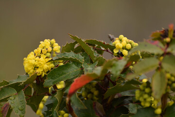 red and yellow flowers