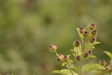 wild rose bush