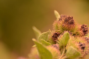 close up of a thistle