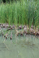 flock of crucian carps swimming in water of pond among thickets of canes