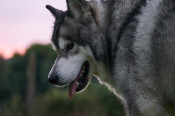 Beautiful Alaskan malamute dog sitting. Selective focus, blank space