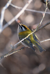 Common firecrest  on a dry branch looking for something to eat