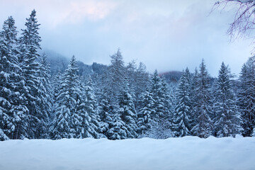 Winter landscape with snow-covered pine trees in the Alps.